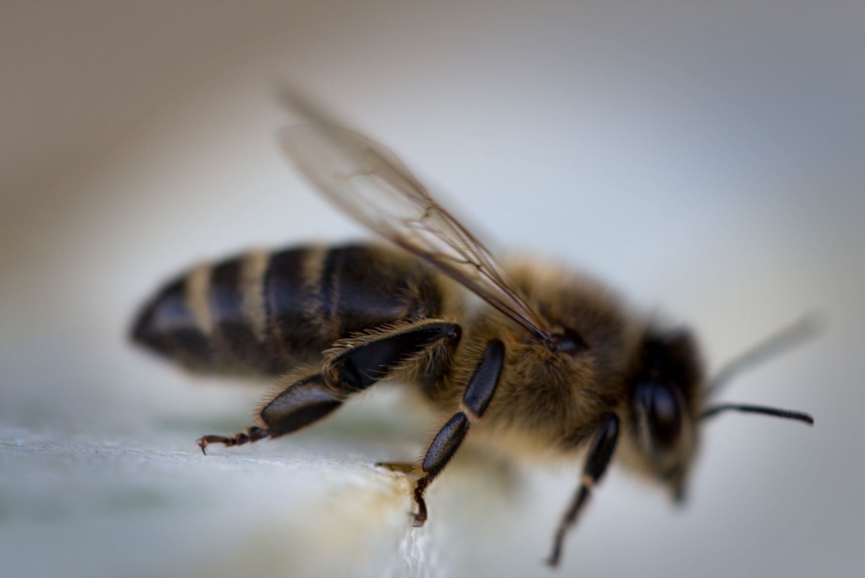 Factors of Decline in Honeybees